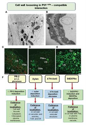 Plant Cell Wall as a Key Player During Resistant and Susceptible Plant-Virus Interactions